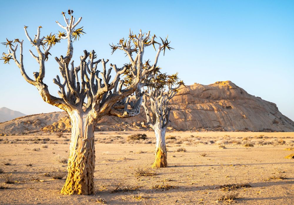 Two Quiver Trees in front of Blutkuppe Mountain in Namibia
